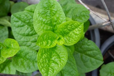 Seylan ıspanağı veya basella yakut linn