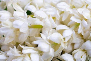Tayland beyaz yasemin çiçeği çelengi