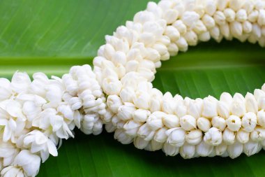 Tayland beyaz yasemin çiçeği çelengi