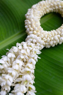 Tayland beyaz yasemin çiçeği çelengi