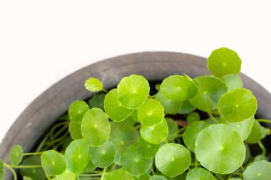 Taze yeşil centella asiatika bitkisi