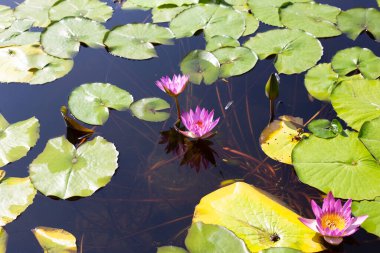 Beautiful blooming Nymphaea lotus flower with leaves, Water lily pot