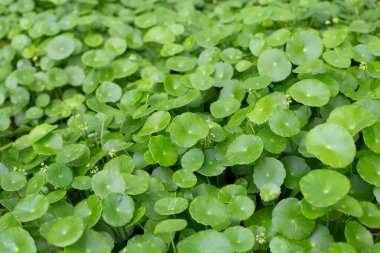 Centella asiatica (gotu kola). Taze yeşil yapraklı bitki arka planı.