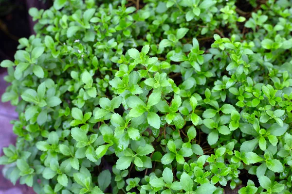 Fresh Green Leaves Stevia Plant — Photo