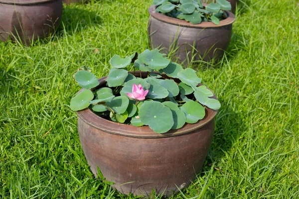 stock image Beautiful water lily. Lotus water plant in a pot