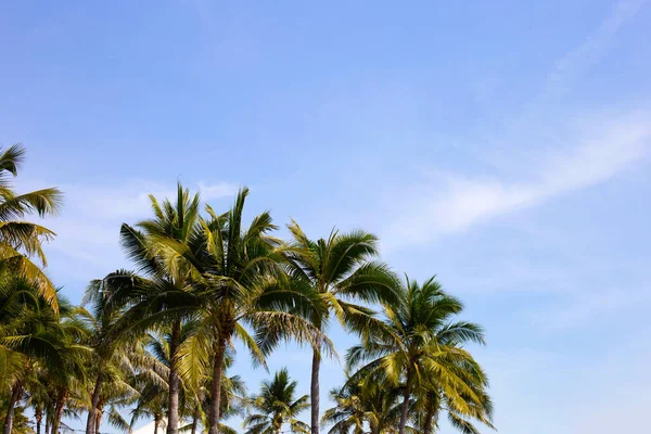 stock image Coconut palm trees with blue sky