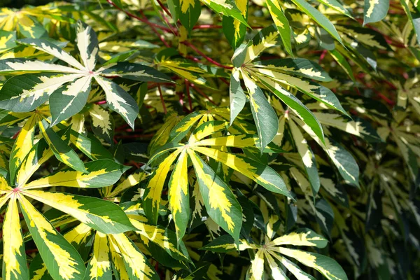 Planta Mandioca Manihot Esculenta Folhas Verdes Amarelas — Fotografia de Stock