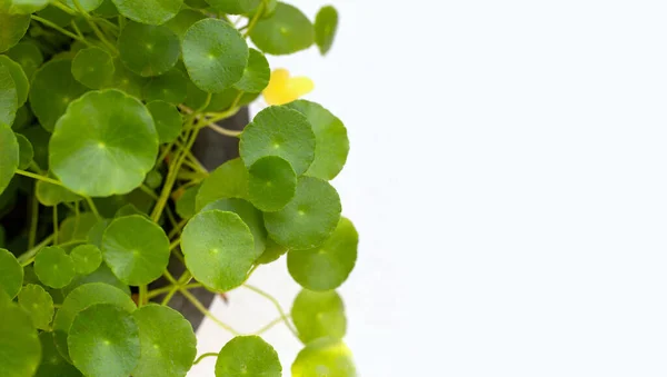 Centella Verde Fresca Pianta Asiatica — Foto Stock