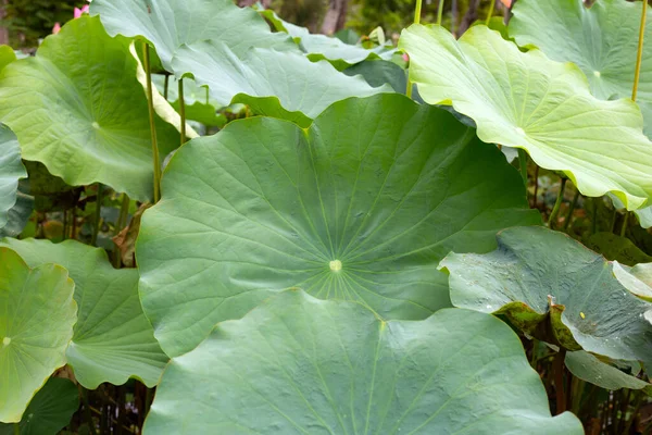 Stock image Green leavs of lotus flower