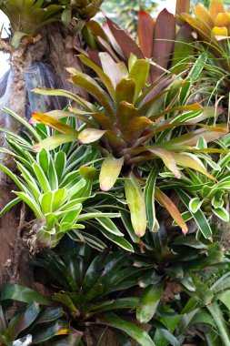 Bromeliad bahçede. Renkli bitki yaprakları