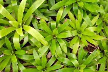 Bromeliad bahçede. Renkli bitki yaprakları