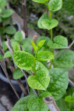 Seylan ıspanağı veya basella yakut linn