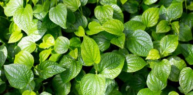 Vahşi betel taze yaprakları