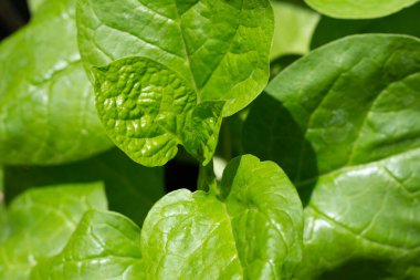 Seylan ıspanağı veya basella yakut linn