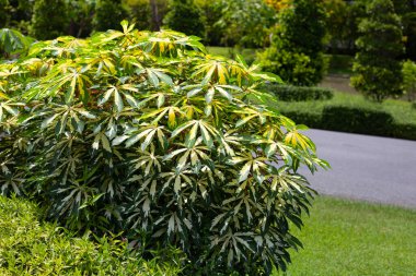 Cassava bitkisi (Manihot esculenta). Yeşil ve sarı yapraklar