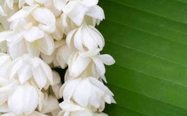 Tayland beyaz yasemin çiçeği çelengi
