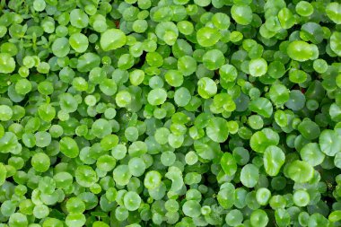 Centella asiatica (gotu kola). Taze yeşil yapraklı bitki arka planı.