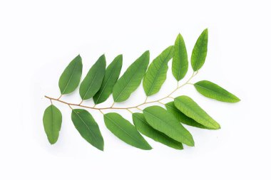 Beyaz üzerine yeşil okaliptüs yaprakları