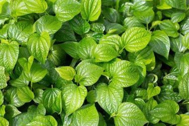 Vahşi betel taze yaprakları