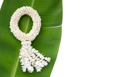 Tayland beyaz yasemin çiçeği çelengi