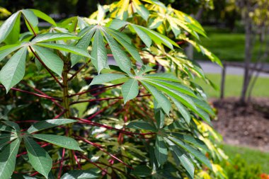 Cassava bitkisi (Manihot esculenta). Yeşil ve sarı yapraklar