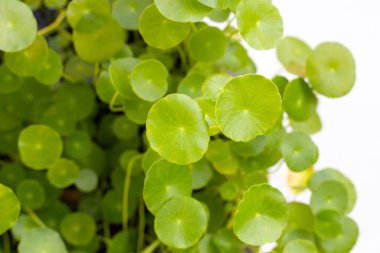 Taze yeşil centella asiatika bitkisi