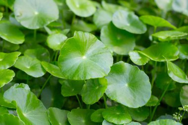 Centella asiatica (gotu kola). Taze yeşil yapraklı bitki arka planı.