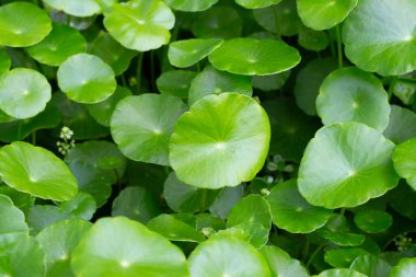 Centella asiatica (gotu kola). Taze yeşil yapraklı bitki arka planı.