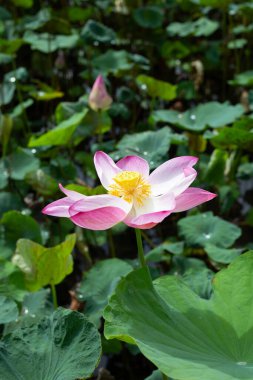 Pink lotus flower blooming in pond with green leaves