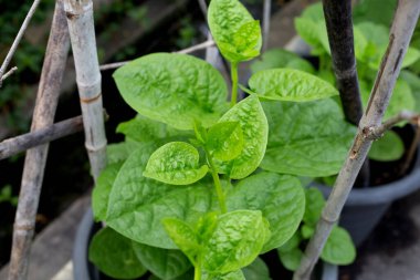 Ceylon spinach or basella rubra linn