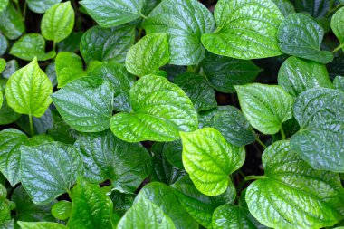 Vahşi betel taze yaprakları