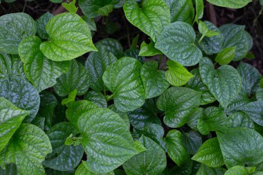 Vahşi betel taze yaprakları