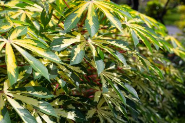 Cassava bitkisi (Manihot esculenta). Yeşil ve sarı yapraklar