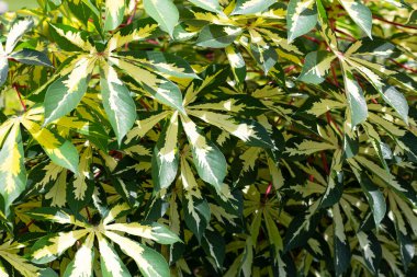 Cassava bitkisi (Manihot esculenta). Yeşil ve sarı yapraklar