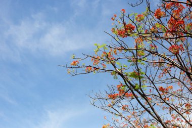 Barbados gurur çiçeği veya cüce puantiyesi, çiçek çiti, cennet çiçeği, tavus kuşunun arması, barbadoların gururu