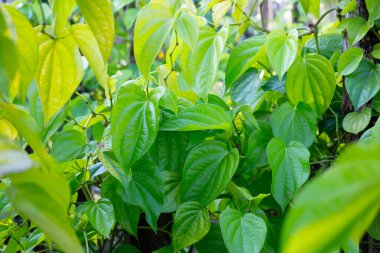 Bahçede yeşil betel yaprakları
