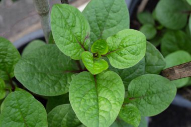 Seylan ıspanağı veya basella yakut linn