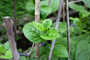 Seylan ıspanağı veya basella yakut linn