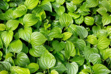 Fresh leaves of wild betel