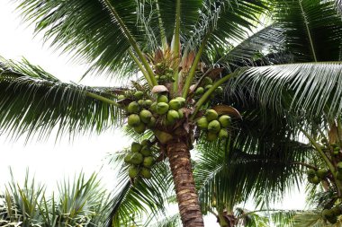 Coconut tree with bunches of coconut fruits