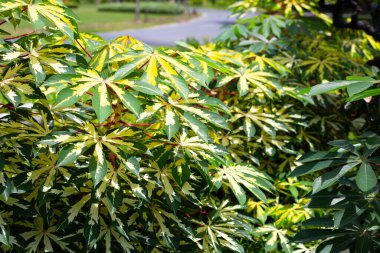 Cassava bitkisi (Manihot esculenta). Yeşil ve sarı yapraklar