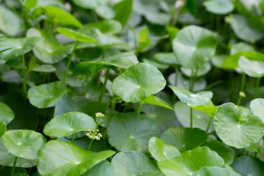 Centella asiatica (gotu kola). Taze yeşil yapraklı bitki arka planı.