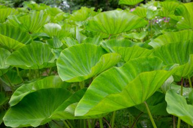 Taro bahçesi, taro ekimi.