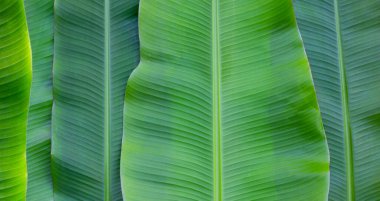 Arkaplan için taze muz yaprakları.