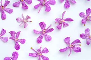 Beyaz arka plan üzerinde güzel mor orkide çiçek.