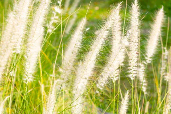 Fountain Grass Pennisetum Alopecuroides — Fotografia de Stock
