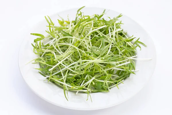 Water Spinach Sprouts Organic Vegetables — ストック写真
