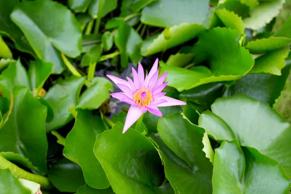 Beautiful Pink Water Lily Lotus Flower Green Leaves Pond — Stockfoto