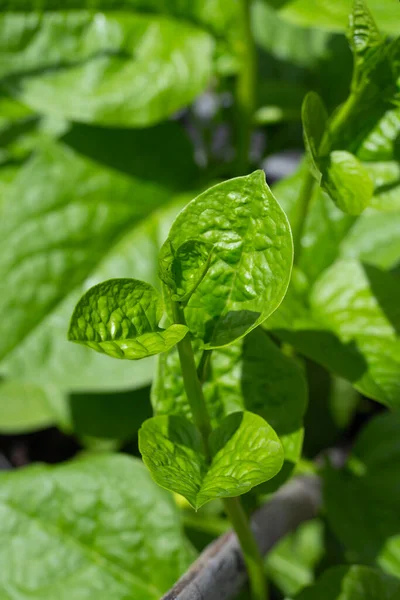 Ceylon spinach or basella rubra linn