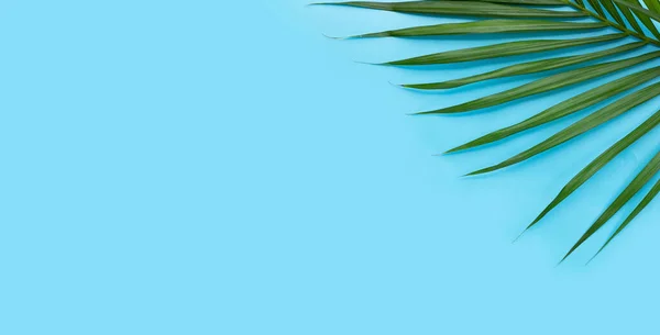 Зеленые Листья Пальмы Голубом Фоне — стоковое фото